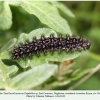 melitaea phoebe3 larva final daghestan1